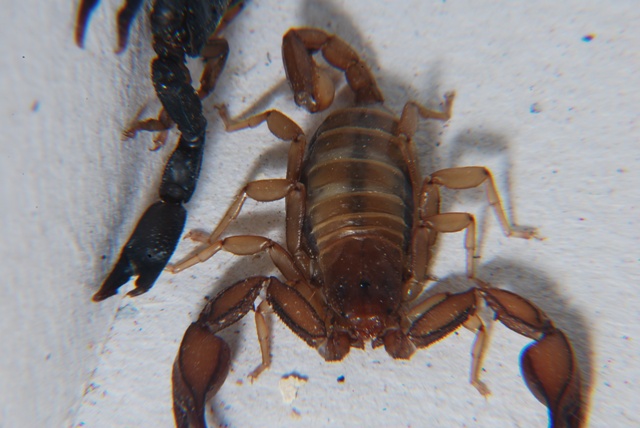 Euscorpius sp.